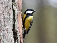 Parus major 92, Koolmees, Saxifraga-Luuk Vermeer