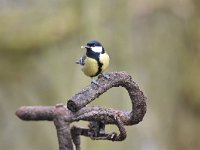 Parus major 96, Koolmees, Saxifraga-Luuk Vermeer