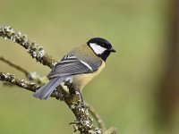 Parus major 98, Koolmees, Saxifraga-Luuk Vermeer