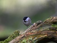 Parus palustris 19, Glanskop, Saxifraga-Luuk Vermeer