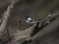 Parus palustris 22, Glanskop, Saxifraga-Luuk Vermeer