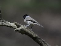 Parus palustris 23, Glanskop, Saxifraga-Luuk Vermeer