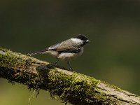 Parus palustris 27, Glanskop, Saxifraga-Luuk Vermeer