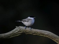 Parus palustris 32, Glanskop, Saxifraga-Luuk Vermeer