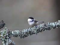 Parus palustris 48, Glanskop, Saxifraga-Luuk Vermeer