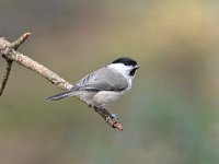 Parus palustris 54, Glanskop, Saxifraga-Luuk Vermeer