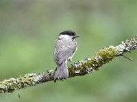 Parus palustris 56, Glanskop, Saxifraga-Luuk Vermeer