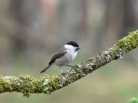 Parus palustris 62, Glanskop, Saxifraga-Luuk Vermeer