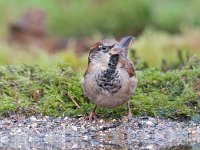 Passer domesticus 105, Huismus, Saxifraga-Luuk Vermeer