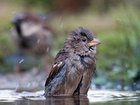 Passer domesticus 110, Huismus, Saxifraga-Luuk Vermeer