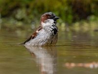 Passer domesticus 113, Huismus, Saxifraga-Luuk Vermeer