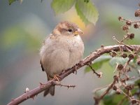 Passer domesticus 123, Huismus, Saxifraga-Luuk Vermeer