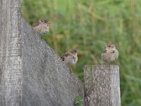 Passer domesticus 130, Huismus, Saxifraga-Luuk Vermeer