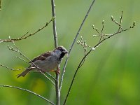 Passer domesticus 145, Huismus, Saxifraga-Hans Dekker