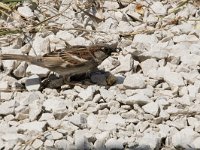 Passer domesticus 148, Huismus, Saxifraga-Willem van Kruijsbergen