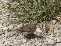 Passer domesticus 149, Huismus, Saxifraga-Willem van Kruijsbergen