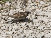 Passer domesticus 152, Huismus, Saxifraga-Willem van Kruijsbergen