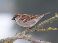 Passer domesticus 84, Huismus, Saxifraga-Luuk Vermeer