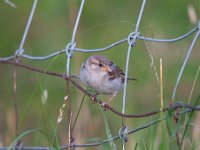 Passer domesticus 90, Huismus, Saxifraga-Luuk Vermeer