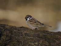 Passer montanus 32, Ringmus, Saxifraga-Luuk Vermeer