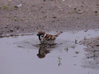 Passer montanus 33, Ringmus, Saxifraga-Luuk Vermeer