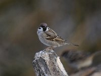 Passer montanus 40, Ringmus, Saxifraga-Luuk Vermeer