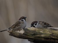 Passer montanus 44, Ringmus, Saxifraga-Luuk Vermeer