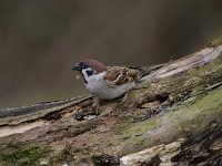 Passer montanus 46, Ringmus, Saxifraga-Luuk Vermeer