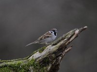 Passer montanus 51, Ringmus, Saxifraga-Luuk Vermeer