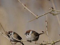 Passer montanus 53, Ringmus, Saxifraga-Luuk Vermeer