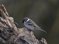 Passer montanus 54, Ringmus, Saxifraga-Luuk Vermeer