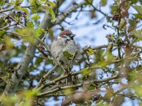 Passer montanus 59, Ringmus, Saxifraga-Bart Heijne : 2024, Kats, Passer montanus, Zeeland, juli, ringmus, vakantie, vogel, zomer