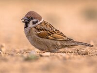 Tree sparrow foraging  Eurasian tree sparrow (Passer montanus) male animal foraging on the ground in the Spanish Pyrenees, Vilagrassa, Catalonia, Spain. April. : Eurasian, Songbird, animal, animals, beak, bill, bird, birds, birdwatching, black, blue, brown, catalonia, closeup, eaurasian, eurasian tree sparrow, europe, fauna, feathers, freedom, garden, grass, green, ground, montanus, nature, one, orange, ornithology, outdoor, passer, passer montanus, passeridae, perching, pond, spain, sparrow, spring, stone, stones, tree, vilagrassa, wild, wildlife, wings