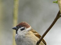 Passer montanus 69, Ringmus, adult, male, Saxifraga-Theo Verstrael