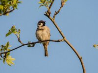 Passer montanus 70, Ringmus, adult, male, Saxifraga-Theo Verstrael