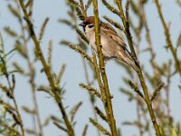 Passer montanus 78, Ringmus, adult, male, Saxifraga-Theo Verstrael