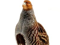 Perdix perdix 34, Patrijs, Saxifraga-Bart Vastenhouw