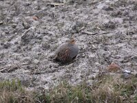 Perdix perdix 37, Patrijs, Saxifraga-Peter Meininger