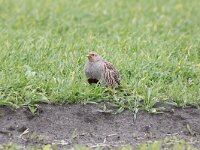 Perdix perdix 40, Patrijs, Saxifraga-Peter Meininger