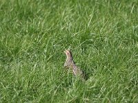 Perdix perdix 41, Patrijs, Saxifraga-Peter Meininger