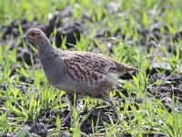 Perdix perdix 45, Patrijs, Saxifraga-Peter Meininger