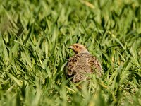 Perdix perdix 49, Patrijs, adult, Saxifraga-Theo Verstrael