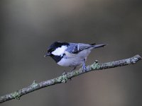 Periparus ater 10, Zwarte mees, Saxifraga-Luuk Vermeer