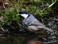 Periparus ater 12, Zwarte mees, Saxifraga-Luuk Vermeer