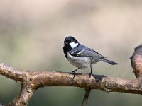 Periparus ater 17, Zwarte mees, Saxifraga-Luuk Vermeer