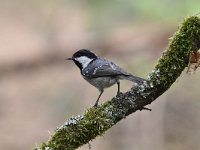 Periparus ater 29, Zwarte mees, Saxifraga-Luuk Vermeer