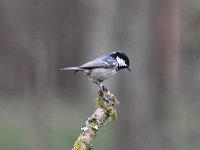 Periparus ater 36, Zwarte mees, Saxifraga-Luuk Vermeer