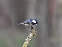 Periparus ater 37, Zwarte mees, Saxifraga-Luuk Vermeer