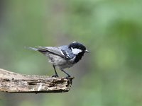 Periparus ater 40, Zwarte mees, Saxifraga-Luuk Vermeer