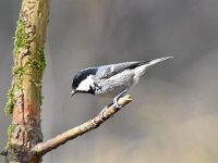 Periparus ater 48, Zwarte mees, Saxifraga-Luuk Vermeer